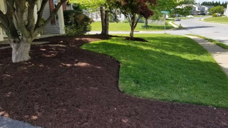 Give Your Lawn a Good Spring Cleanup